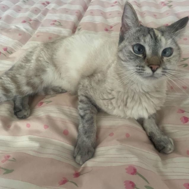Photo of Smokey