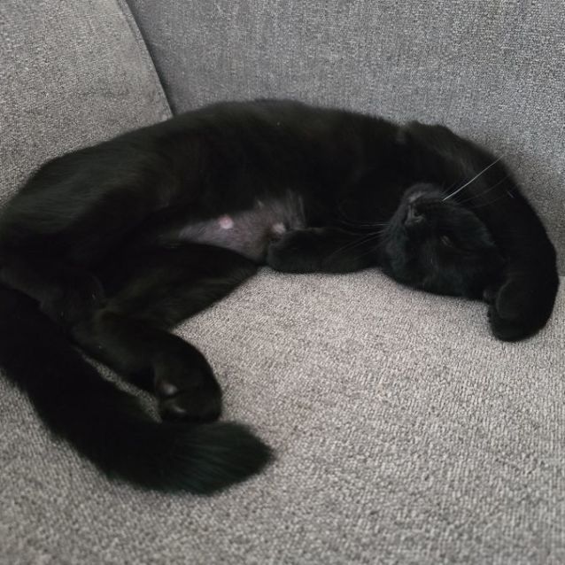 Photo of Jigglypuff (Located In Wantirna South)