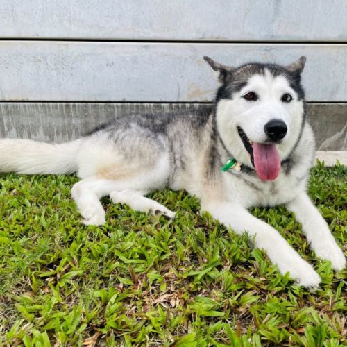Koda