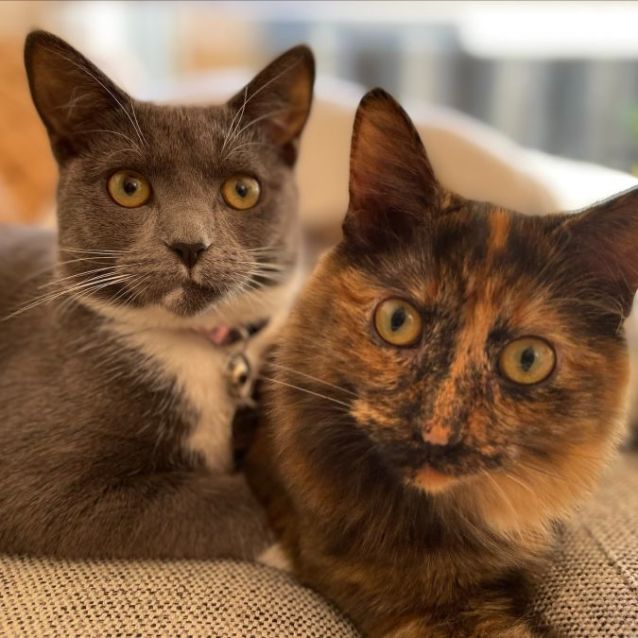 Photo of Luna (And Cleo)