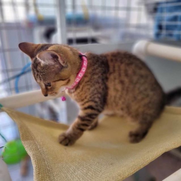 Photo of Buttercup
