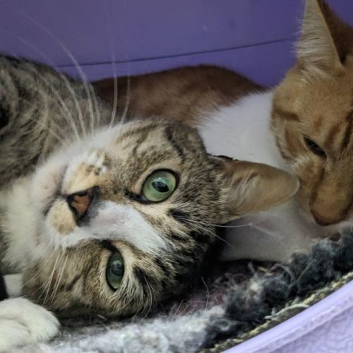 🍭 Juno F02742 🍭