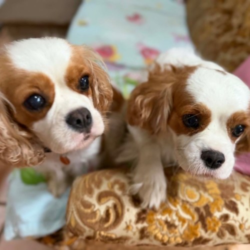 No photo for Astrid & Zuri