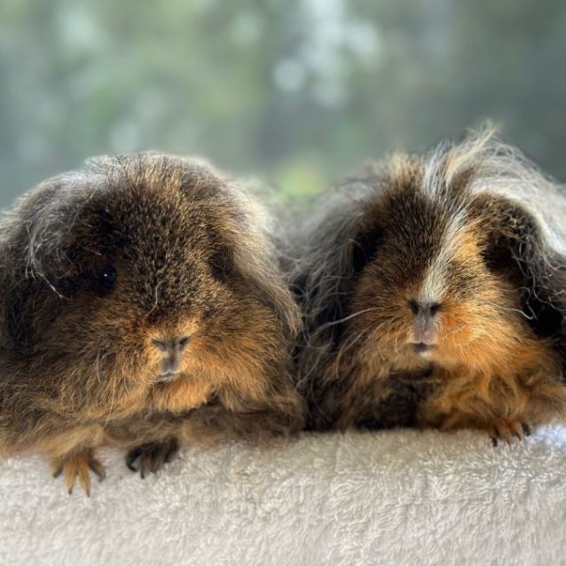 Photo of Hazel & Honey