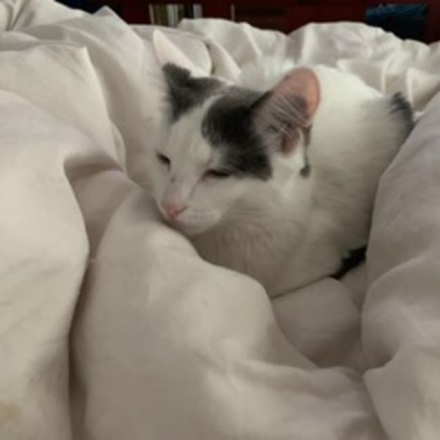 Photo of Cotton ^Dandy Cat Rescue^