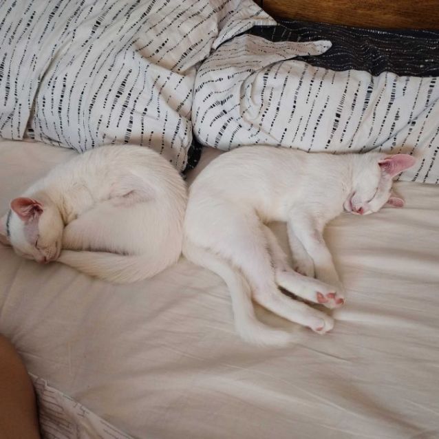 Photo of Alice And Freddie