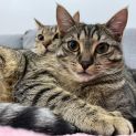 Photo of Lou Lou & Lemon ^Dandy Cat Rescue^