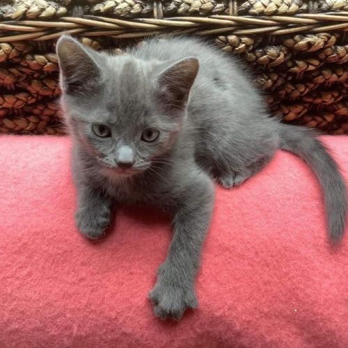 Biscuit