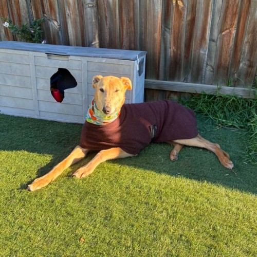 Roo