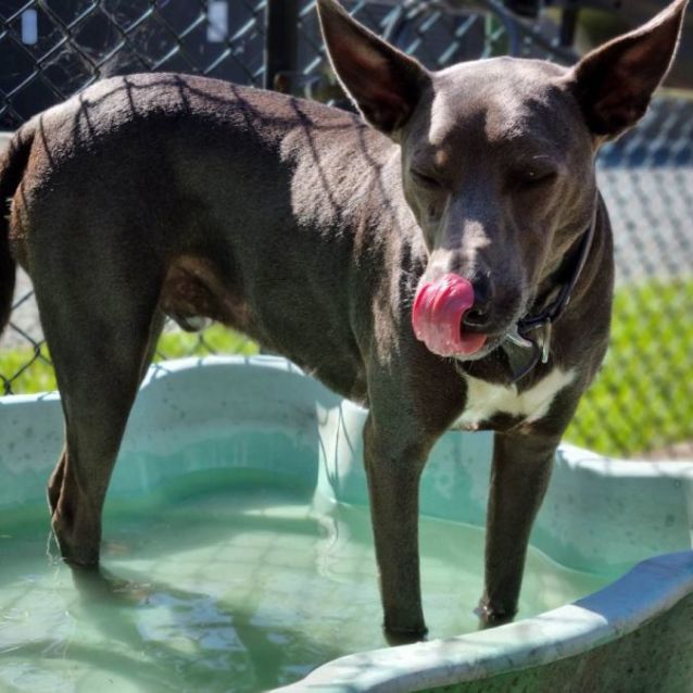 Photo of Smokey