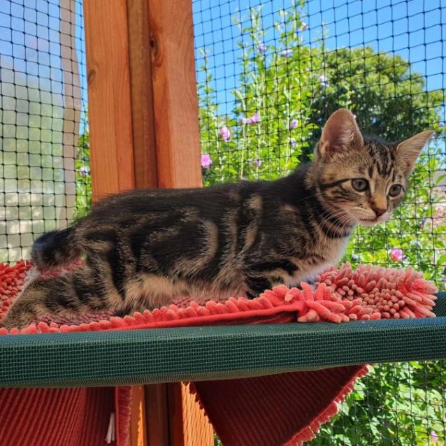 Photo of Remy *9 Lives Project Rescue*