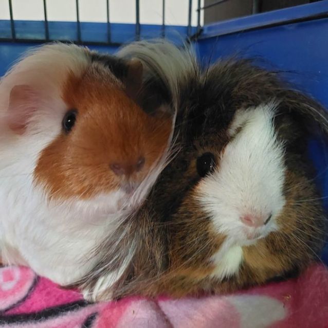 Photo of Charlotte & Webster (Located In Mount Evelyn)