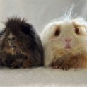 Photo of Bubble And Squeak 