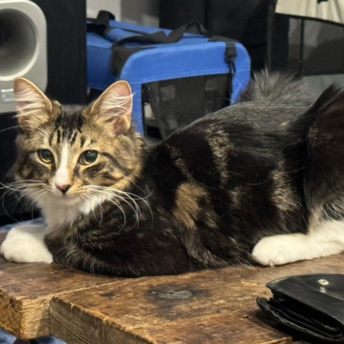 Bear bear**2nd chance cat rescue**