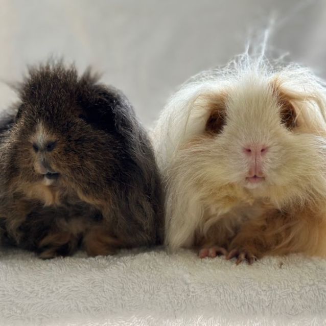 Alpaca guinea pig outlet