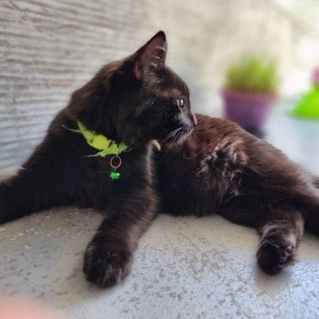 Photo of Loki