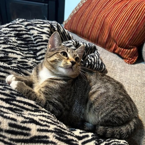 Cosmo