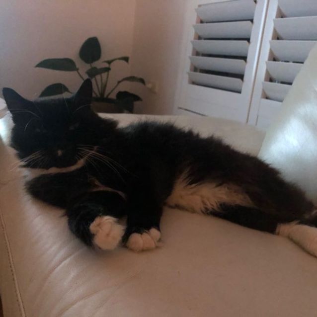 Photo of Kevin  12 Year Old Male Cat