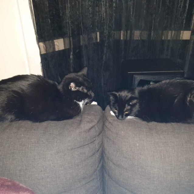 Photo of Lewis & Morse   Bonded Sister And Brother