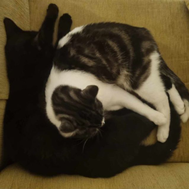 Photo of Mandolin & Viola (Located In Werribee South)