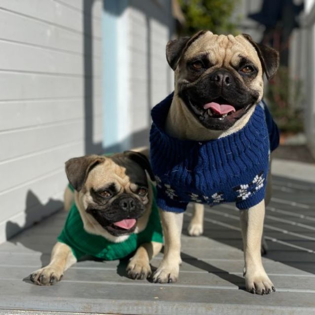 Photo of Gizmo And Doug