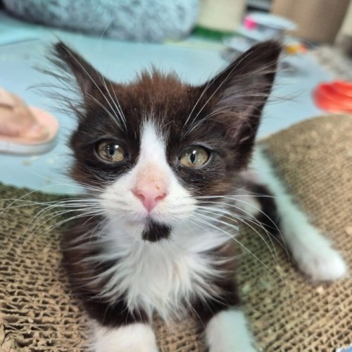 Panda ** 2nd Chance Cat Rescue**