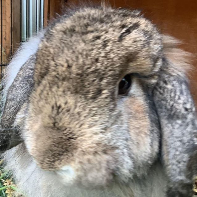 Photo of Banjo