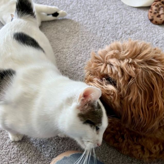 Photo of 🌺 Tigerlily 🌺