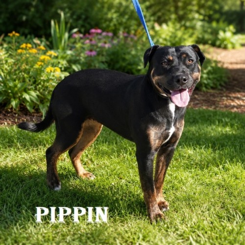 Pippin