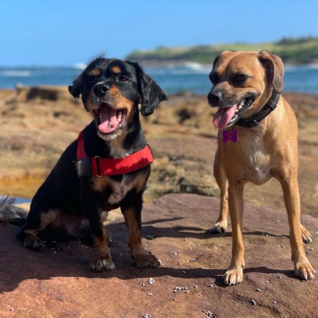 Photo of Jet & Sophia