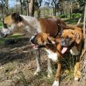 Photo of Ambrosia Or Aloysius