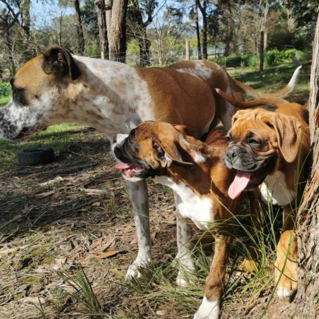 Photo of Ambrosia Or Aloysius