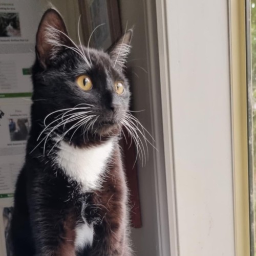 Sylvester