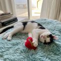 Photo of Puccini **2nd Chance Cat Rescue**