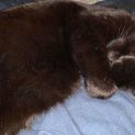 Photo of Delphine