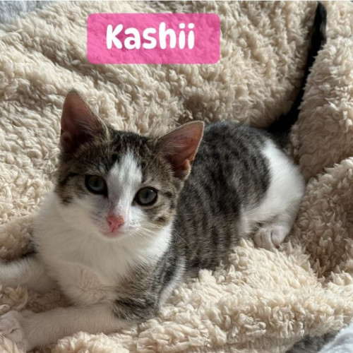 Kashii **2nd Chance Cat Rescue**