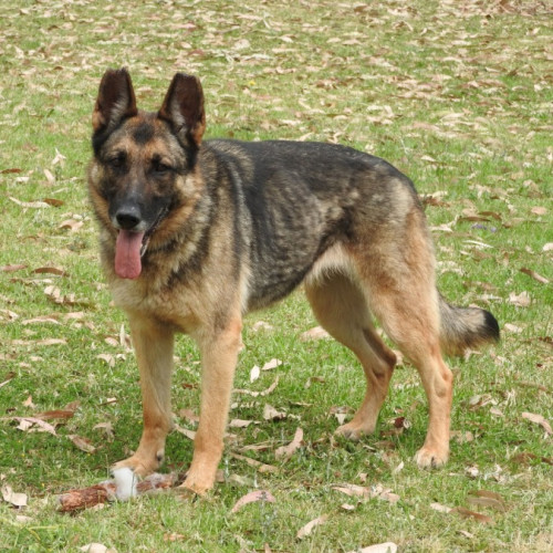 Maxi