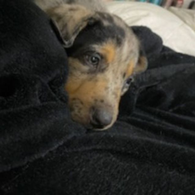 Photo of Snoopy ~ Wolfhound X (Ff 9/2/21)