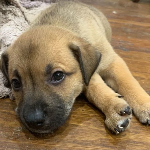 German shepherd cross mastiff puppies cheap