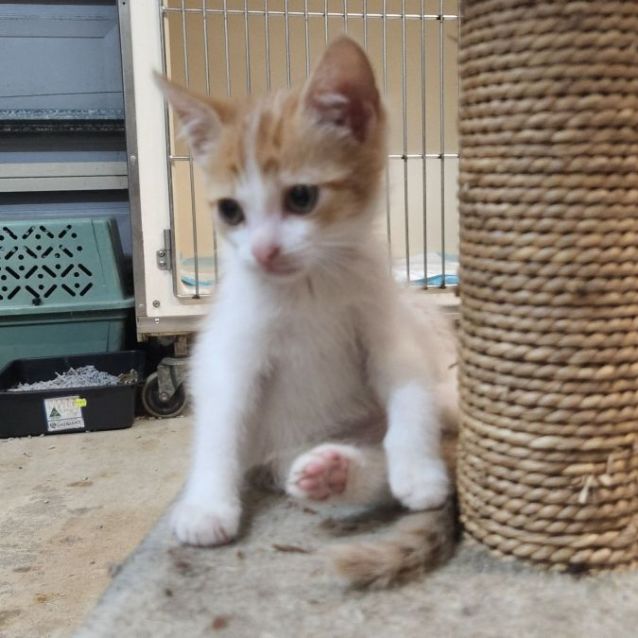 Photo of Pebbles