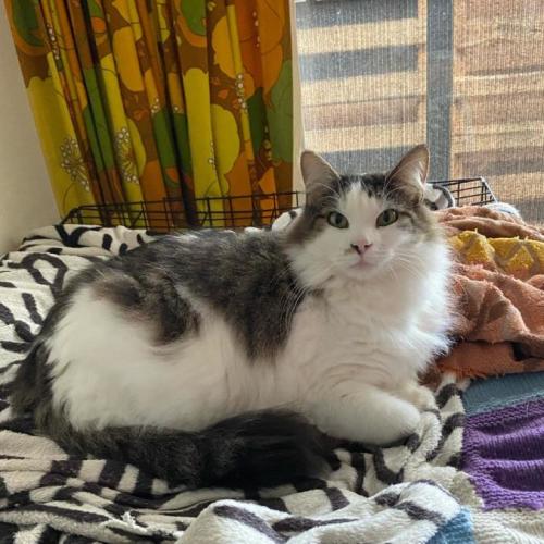 Whiskers *9 Lives Project Rescue*