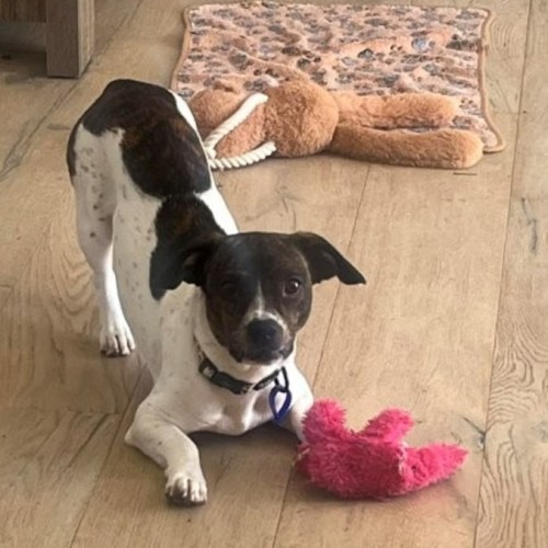 Daisy - 10 Month Old Dachshund X Boston Terrier