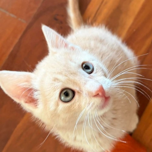 Hamish**2nd chance cat Rescue**