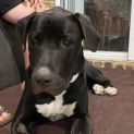 Photo of Chevy