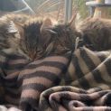 Photo of Isabella And Philippe Located In Malvern East