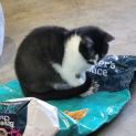 Photo of Nugget