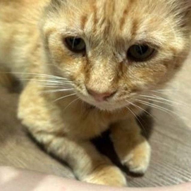 Photo of Scruffles ^^Dandy Cat Rescue^^