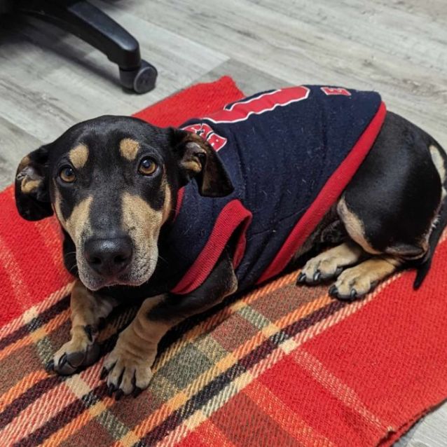 New England Patriots Dog Jersey - Small