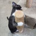 Photo of Nugget