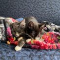 Photo of Fae **2nd Chance Cat Rescue**